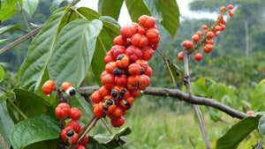 Guaraná - Der Göttersamen aus dem Amazonas